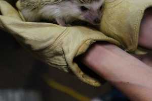 Bergen County Zoo Hedgehog Coming To East Rutherford Library