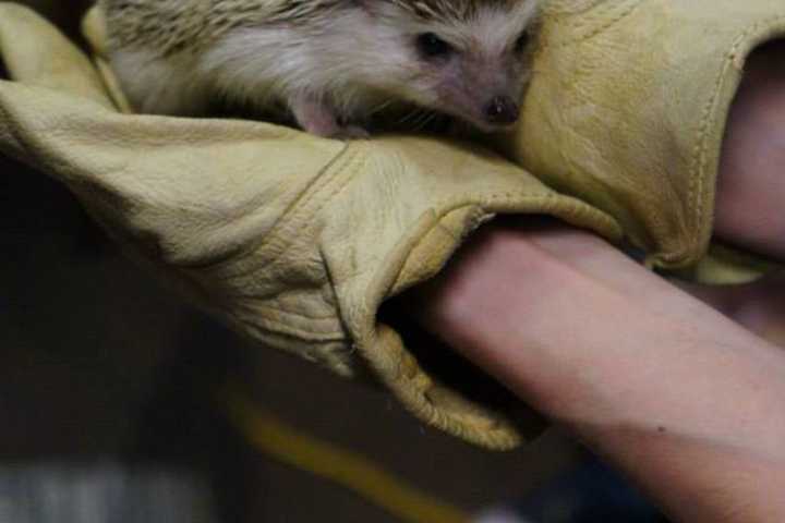 Bergen County Zoo Hedgehog Coming To East Rutherford Library