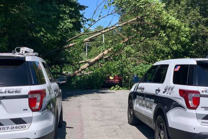 Trees Crash Onto Car In Rockland