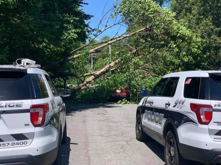 A vehicle was smashed when several trees fell on its roof.