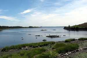 Dolphin's Discovery In Hutchinson River Sparks Mount Vernon Mayor's Concern