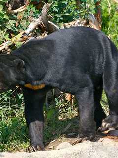 472 Bears Killed In NJ Hunt; Season Reopens Wednesday