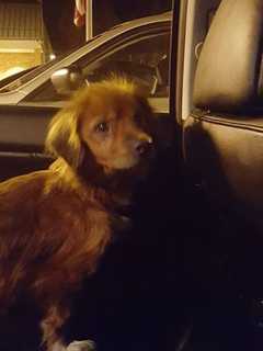 Shelter Seeks Information On Dog Found In Pawling