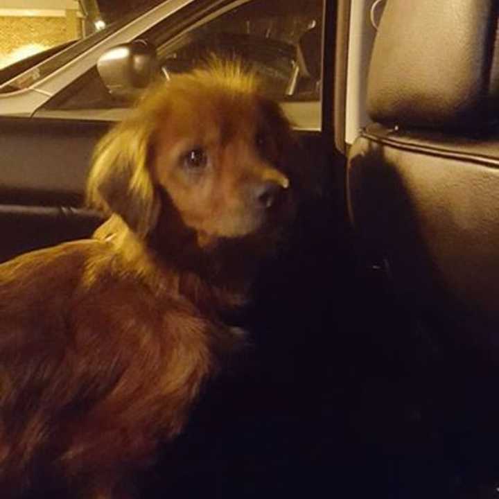 Anyone with information about this lost dog should call the Pawling Animal Clinic.