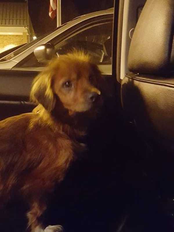 Shelter Seeks Information On Dog Found In Pawling