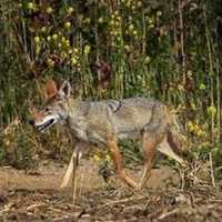 <p>An aggressive coyote has been spotted numerous times in a Stamford neighborhood.</p>