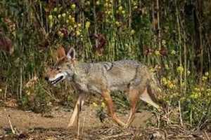 Woman Bitten By Coyote While Walking Dog In CT Park, Police Say