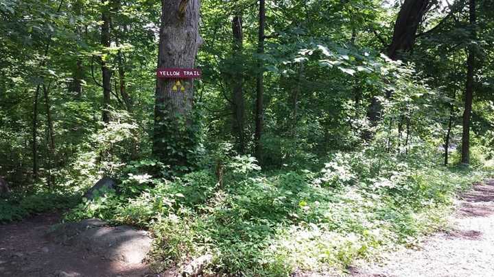 Yellow Trail at Ramapo Reservation.