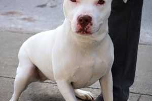 Cliffside Park Animal Shelter Organizes Comedy Night Fundraiser