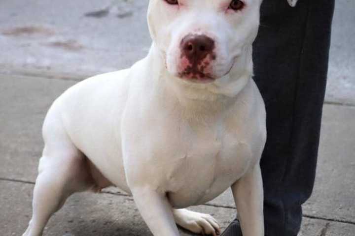 Cliffside Park Animal Shelter Organizes Comedy Night Fundraiser