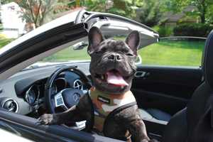 Dog-Gone Fun: Allendale Frenchie Probably Has More Followers Than You Do