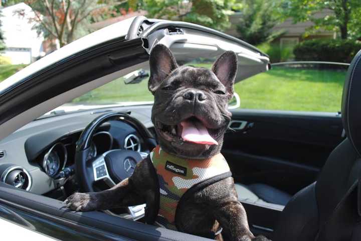 Dog-Gone Fun: Allendale Frenchie Probably Has More Followers Than You Do