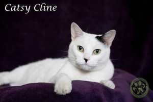 Hi Tor Pet Of The Week Is Catsy Cline In Pomona