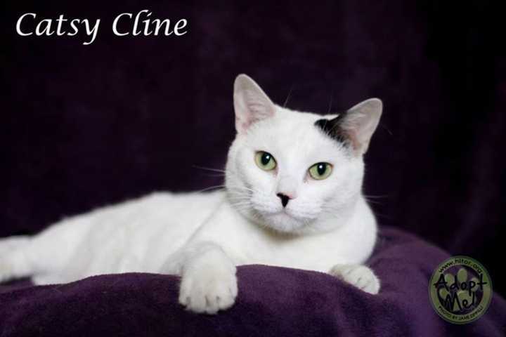 Hi Tor Pet Of The Week Is Catsy Cline In Pomona