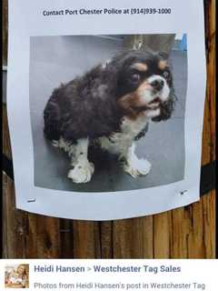 Information Sought On Dog Found In Port Chester