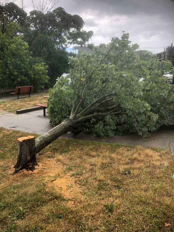 Beautiful 'Healthy' Maple Tree Found Cut Down At Norwalk Park