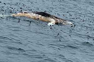 Humpback Whale Washes Up On Long Island Shore