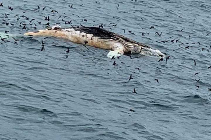 Humpback Whale Washes Up On Long Island Shore