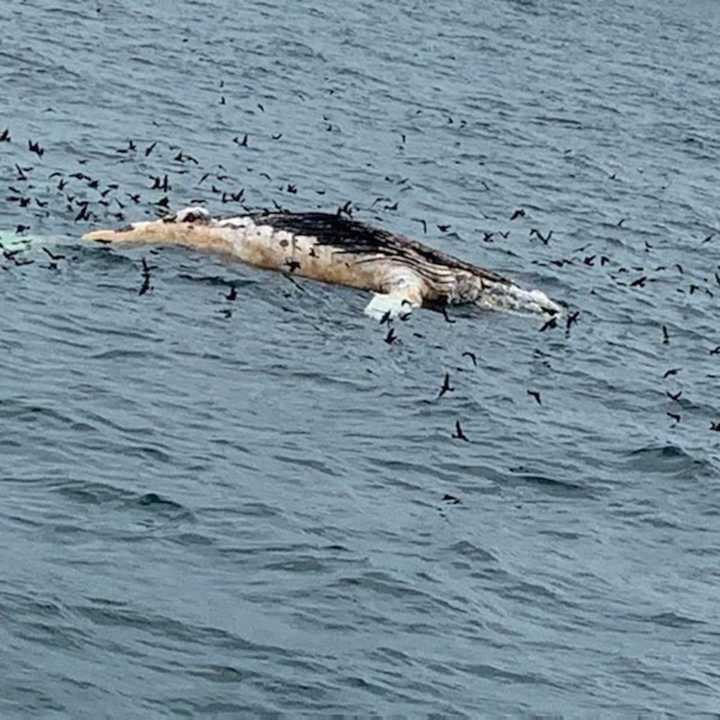 A humpback whale was found washed up on a Long Island shore.