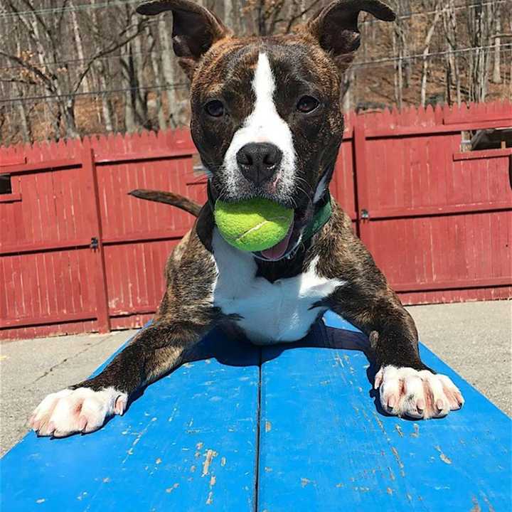 Bucky, a pit bull mix, is looking for a new home. He is currently at the Putnam Humane Society.