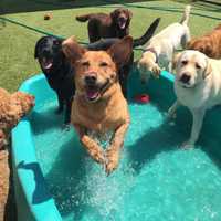 <p>Dogs at Canine Kindergarten at The Park in Mount Kisco.</p>