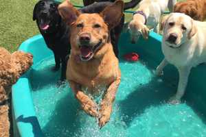 Mount Kisco's Doggie Daycare Celebrates Five Years Of A  'Ruff' Life