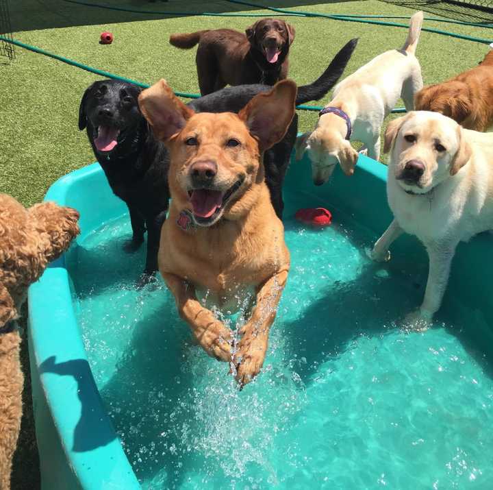 Dogs at Canine Kindergarten at The Park in Mount Kisco.