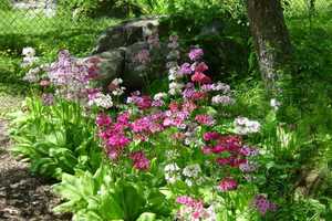 Ringwood Gardens Leads Two Guided Nature Walks