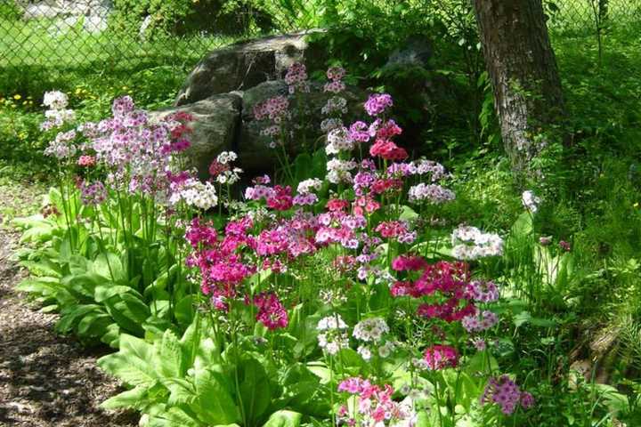 Ringwood Gardens Leads Two Guided Nature Walks