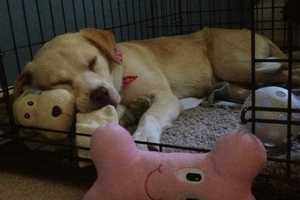 Owner Desperate To Find Missing Dog From Suffern/Mahwah Area