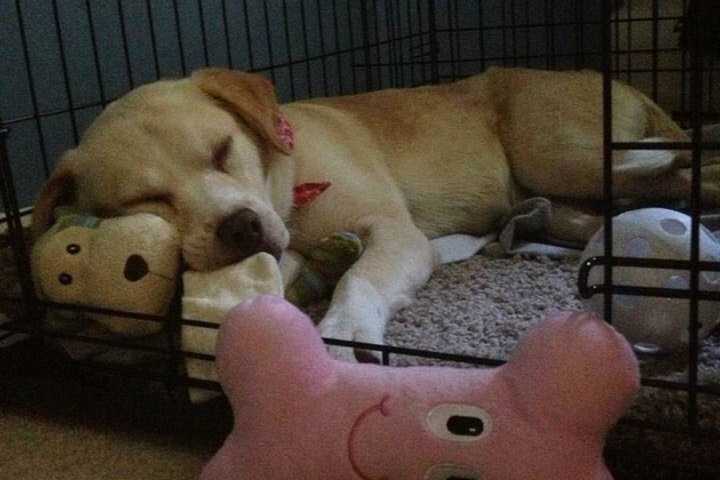 Owner Desperate To Find Missing Dog From Suffern/Mahwah Area