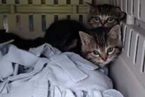 Fairfield-Based Animal Rescue Group Takes In Kittens Saved From Quinnipiac