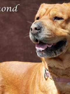 Rockland County Sheriff's Office Seeks Home For Shar Pei Retriever