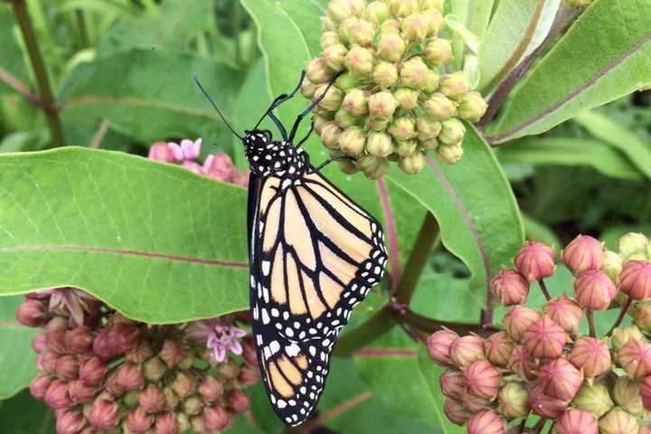 Waldwick Eagle Scout Car Wash Project Will Create Library Butterfly Garden