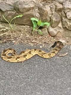 Rattlesnake Discovered In Driveway Of Area Residence