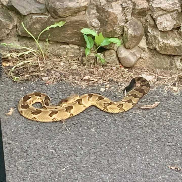 A rattlesnake was discovered in a Hillburn driveway, much to the homeowner&#x27;s dismay.