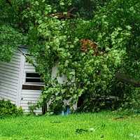 <p>Downed trees in Hamburg</p>