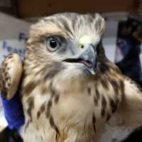 <p>A New York State Police trooper helped rescue an injured hawk off the Taconic State Parkway in Pleasant Valley.</p>