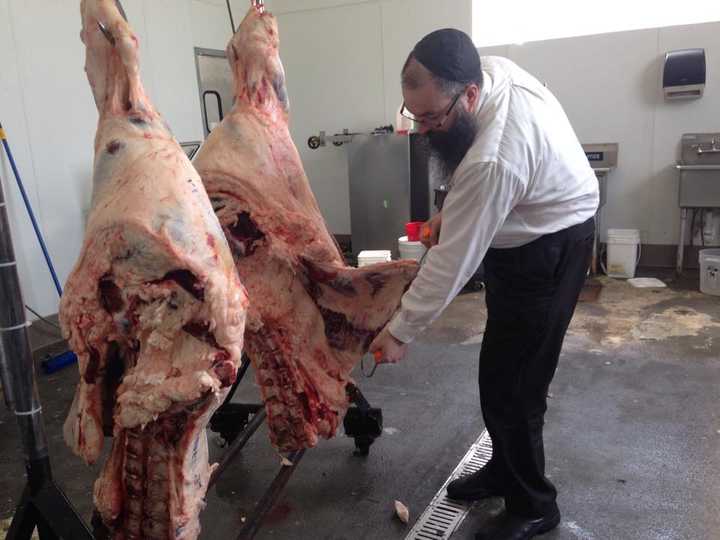 Rabbi Avidan Elkin examines a carcass in his Hackensack office.