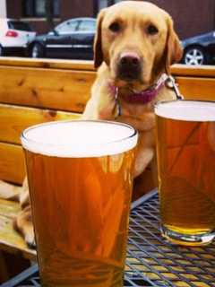 Bill Allows Owners With Dogs Outside Some Restaurants