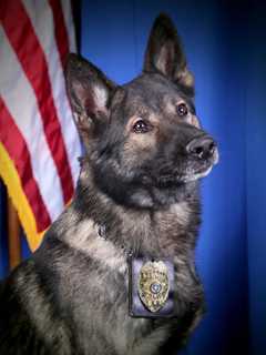 Toms River Police Mourn Loss Of Accomplished K-9 Officer Gunnar