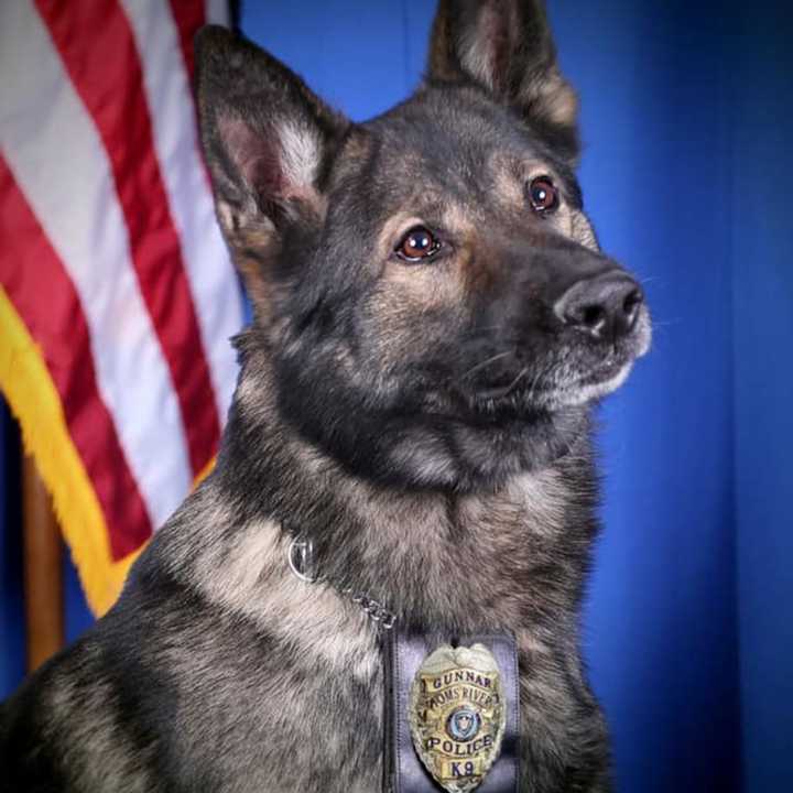 K-9 Officer Gunnar