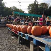 <p>Pumpkins await picking at Demarest Farms in Hillsdale on Saturday.</p>