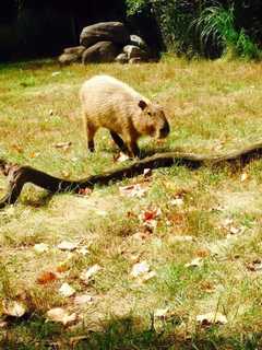Bergen County Zoo Camp Registration Now On