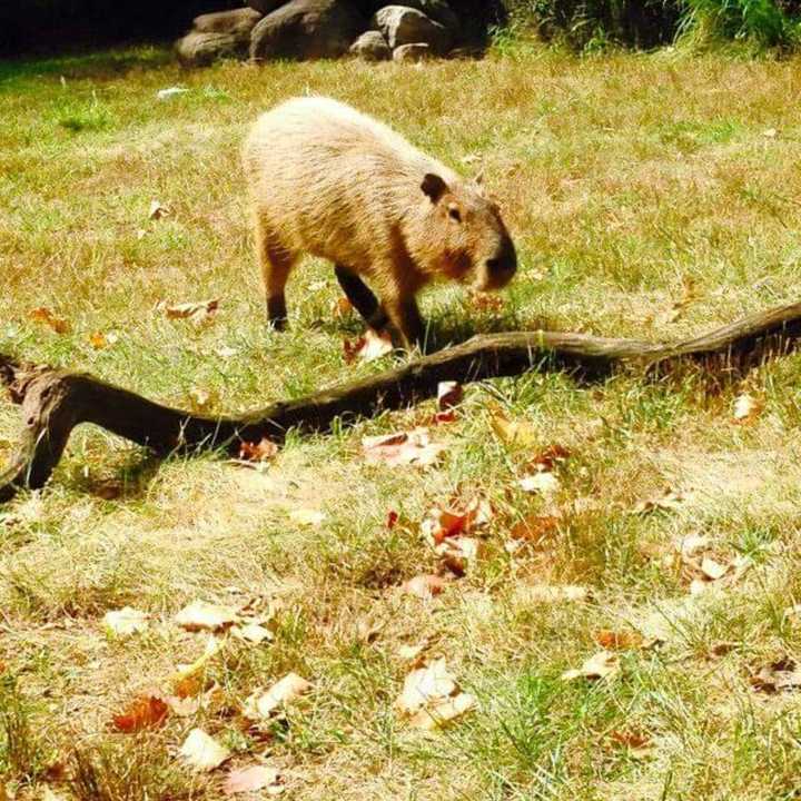 The Bergen County Zoo is having a zoo camp for children this summer.