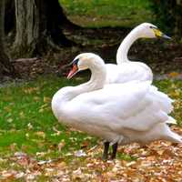 <p>Kimberly Gussen of Closter Nature Center helped a female swan find her new mate in Cornwall, NY. </p>