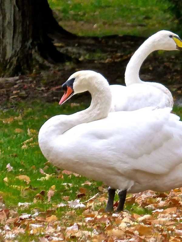 Closter Couple Helps Lonely Swan Find New Love 