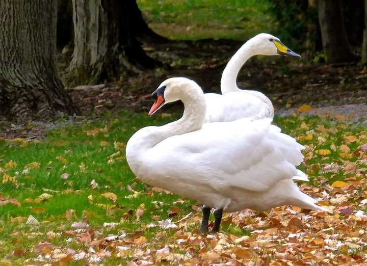 Kimberly Gussen of Closter Nature Center helped a female swan find her new mate in Cornwall, NY. 