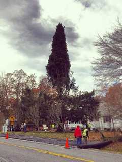 Lumber From Gardiner Tree At Rockefeller Center Will Be Used Locally