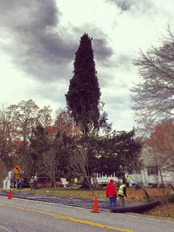 Lumber From Gardiner Tree At Rockefeller Center Will Be Used Locally